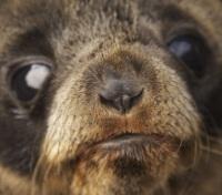 Sea Lion Pup